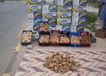 Libyan White Truffles…