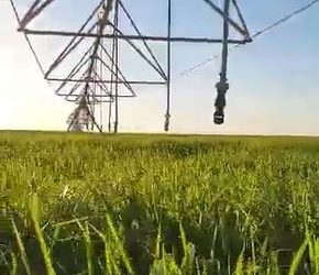 Southern Libyan agribusiness using pivot irrigation to grow 150 hectares of animal feed