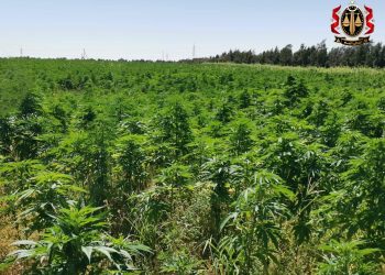 Public Prosecutor initiates criminal proceedings against marijuana farmer in Sebha