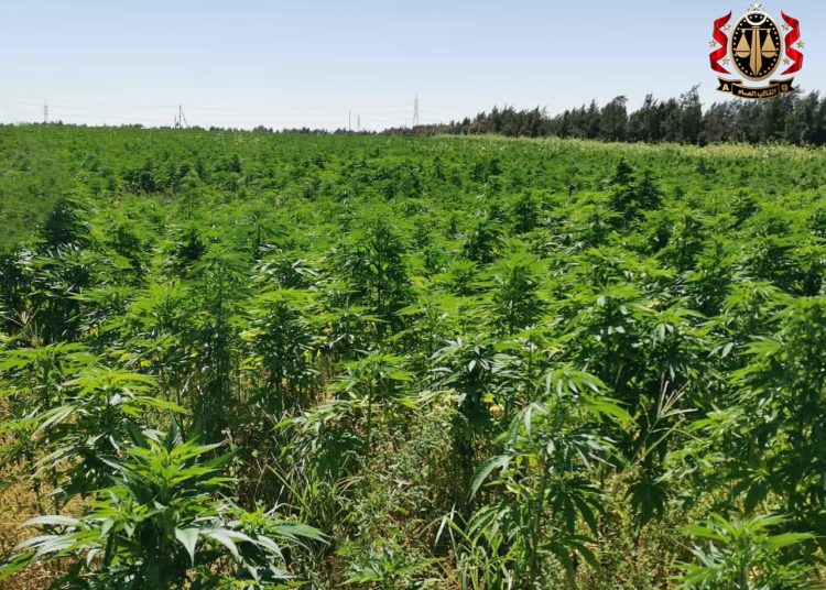 Public Prosecutor initiates criminal proceedings against marijuana farmer in Sebha