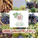 Figs and Associated Industries fair from 10 to 13 August in Yefren