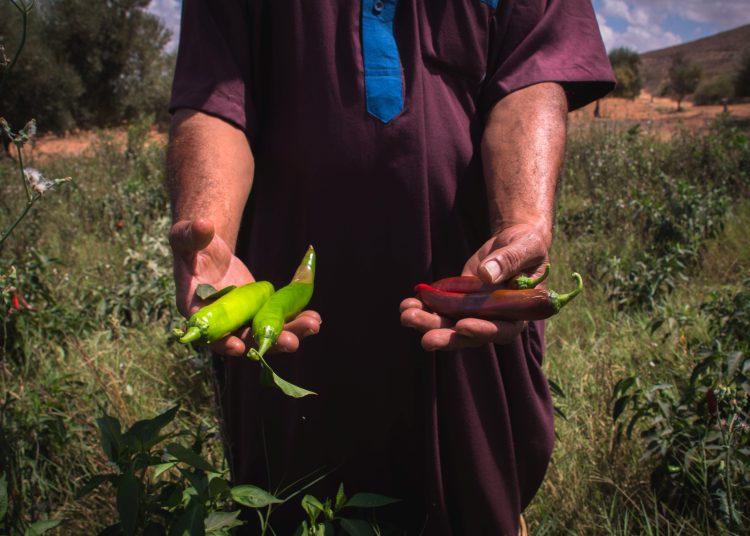UNDP Accelerator Labs encourage young entrepreneurs from southern Libya to participate in agricultural incubators