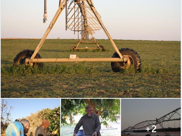 UNDP visits Kufra to assess how it can help in developing agriculture