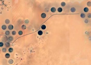 Food security: Libyan experts stress the importance of growing wheat locally