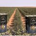 This year’s expected record olive oil production points to a promising future of guaranteed investment in Libya
