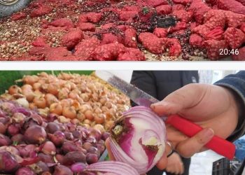 Large quantities of smuggled Egyptian onions unfit for consumption seized and destroyed