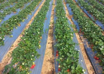 Strawberry cultivation in Libya is a thriving economic resource