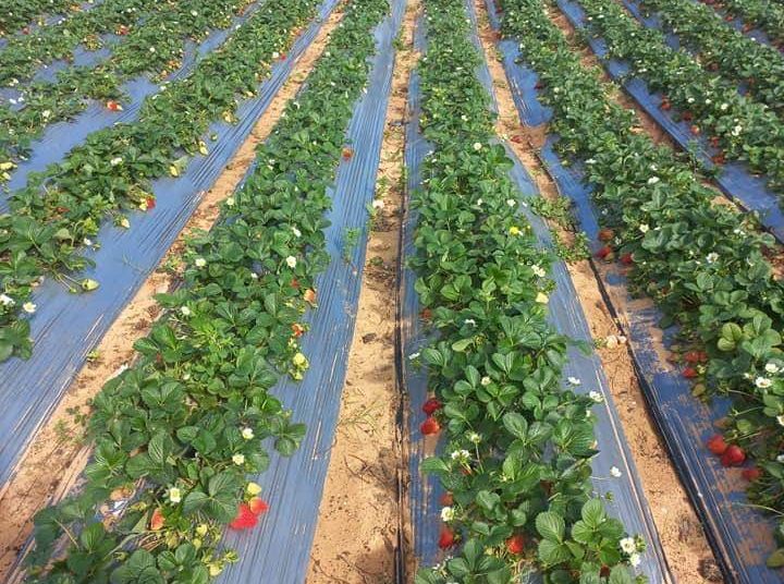 Strawberry cultivation in Libya is a thriving economic resource