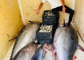 Libya loses US$ 5 bn annually due to illegal Tuna fishing within its territorial waters