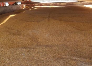 Food and Drugs Control Centre rejects shipment of wheat from Russia