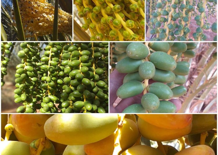 Conference on date development to be held in Houn from 8 to 9 October – increase planting, production and exports