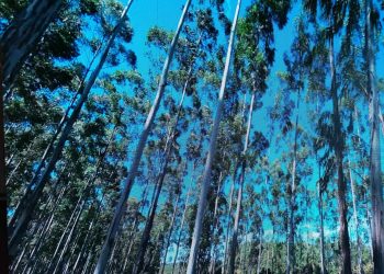 Oilinvest and the Public Services Company Tripoli sign strategic agreement to implement a nature-based carbon capture ARR project in Libya