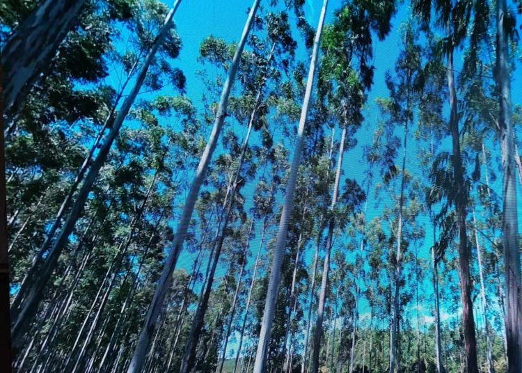 Oilinvest and the Public Services Company Tripoli sign strategic agreement to implement a nature-based carbon capture ARR project in Libya