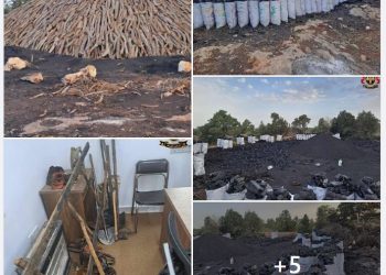 Three illegal tree fellers detained in east – cut trees used for charcoal