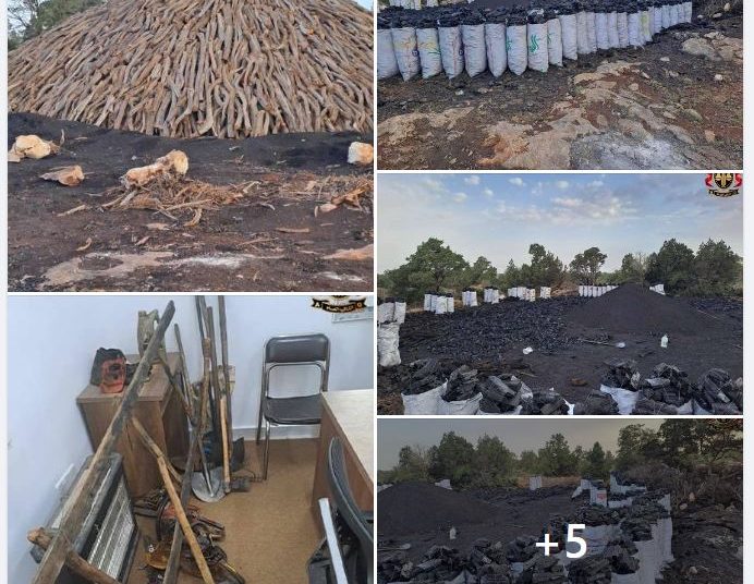 Three illegal tree fellers detained in east – cut trees used for charcoal