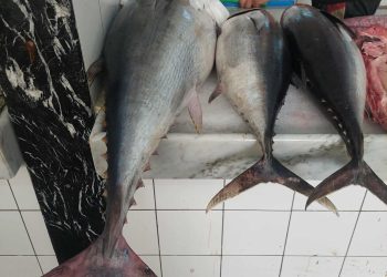 First joint Italian Libyan company to export fish to European markets launched