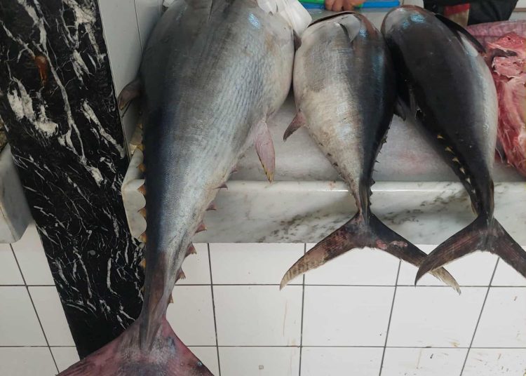 First joint Italian Libyan company to export fish to European markets launched